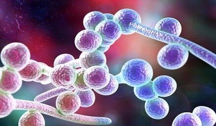 Candida grybelis
